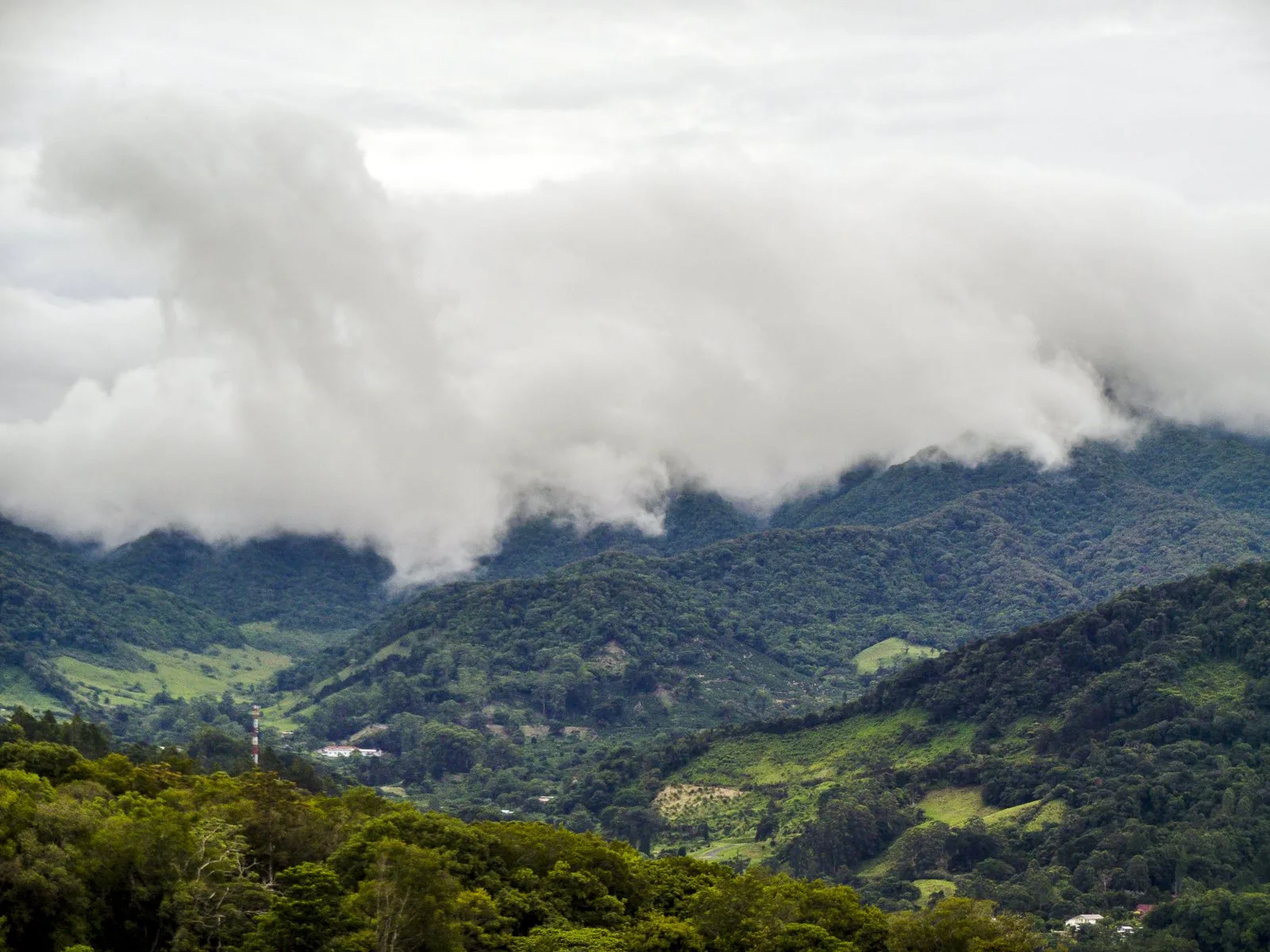 Green cloud forest in the highlands of Boquete, Panama